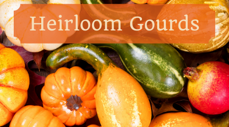 Heirloom Gourds