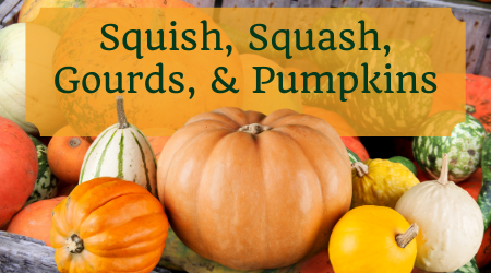 Over a field of gourds and squash - Squish, Squash, Gourds & Pumpkins